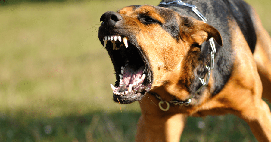 Dangerous Dog